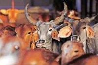 Goa to seek changes in Centre's cattle notification_indianbureaucracy