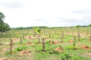 New saplings planted at Teppadabeguru HAL