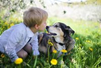 basis for social behaviour in dogs & humans