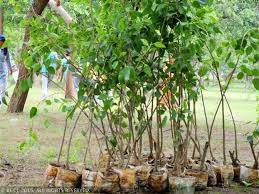 Plantation drive