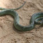 Snakebites cost