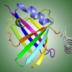 respiratory virus