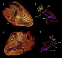 Human Heartbeat Revealed-indianbureaucracy