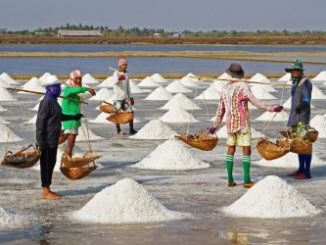 Salt Farming Industry
