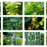 medicinal plants