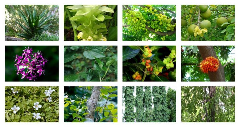 medicinal plants