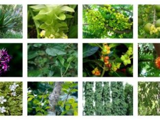 medicinal plants