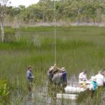 Ancient wetlands