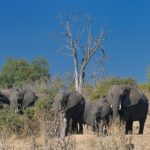 African savannas-