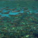 Fisheries