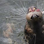 Seals, birds and humans compete for fish in the Baltic Sea