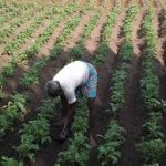 West Bengal farmer