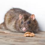 cities affecting the evolution of rats