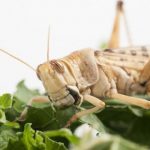 food security- Insects