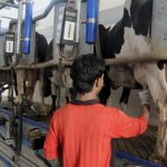 increase in milk production