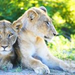 Animal carnivores