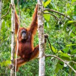 Female Borneo