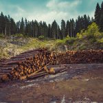 deforestation