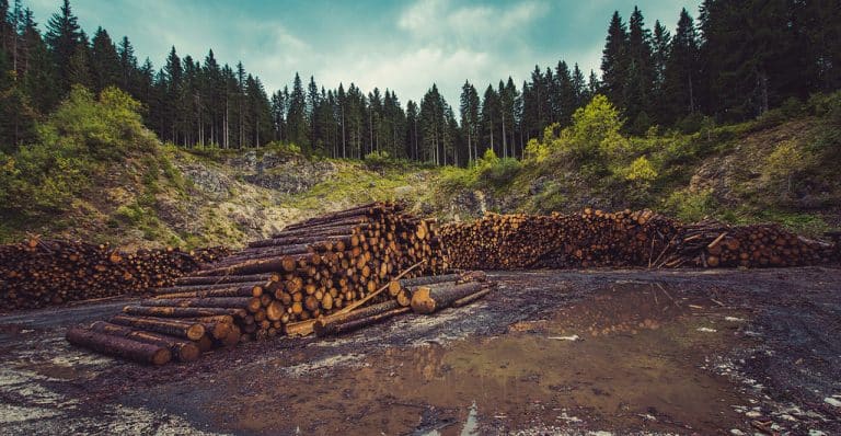 deforestation