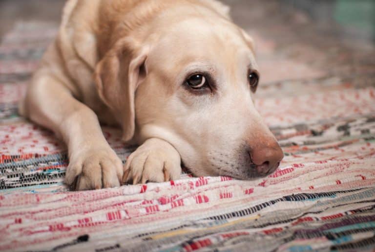 Impact companion animals