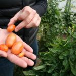 Tomatoes