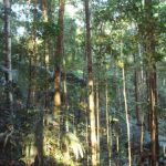 Tropical trees
