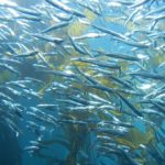 fishery