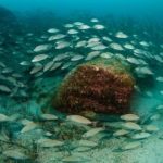 marine life