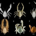 Deep-sea wildlife