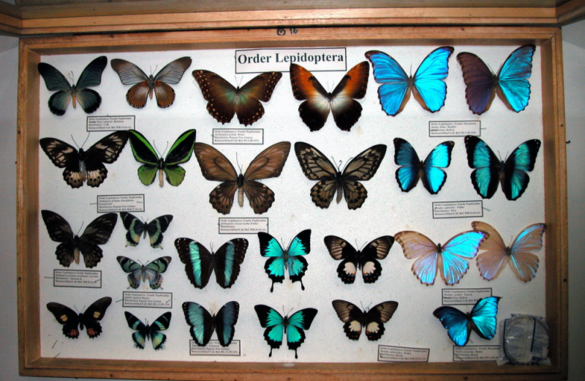 India first insect museum opened