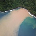 tropical forests