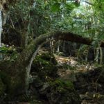 forests regenerate