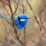 Birds from different species