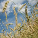wheat