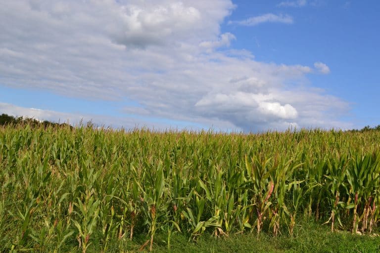 Warmer climate to dramatically increase the volatility of corn cropWarmer climate to dramatically increase the volatility of corn crop