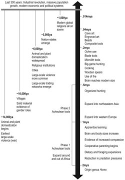 humans and apes