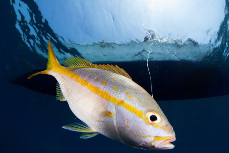 Fish body shape