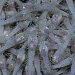 No-Mining Zones' in the Deep Sea