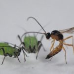 lighting changes how species interact