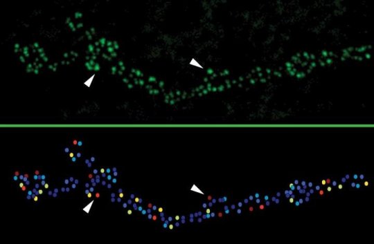 strong from weak among connections in the brain