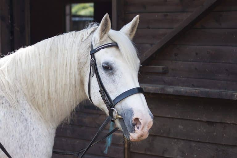 A calmer horse is just a sniff away
