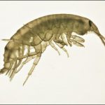 Can pollution alter wildlife