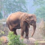 Capturing elephants