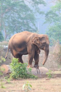 Capturing elephants