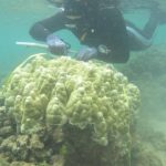 Corals are becoming