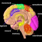Brain changes