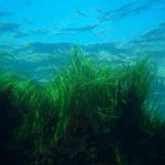 Seagrass