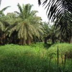 To keep more carbon on the ground,