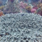 major impact on marine life