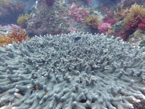 major impact on marine life
